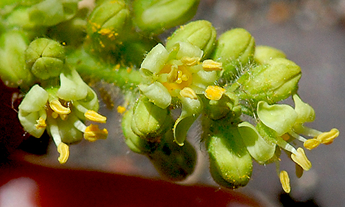 male flowers